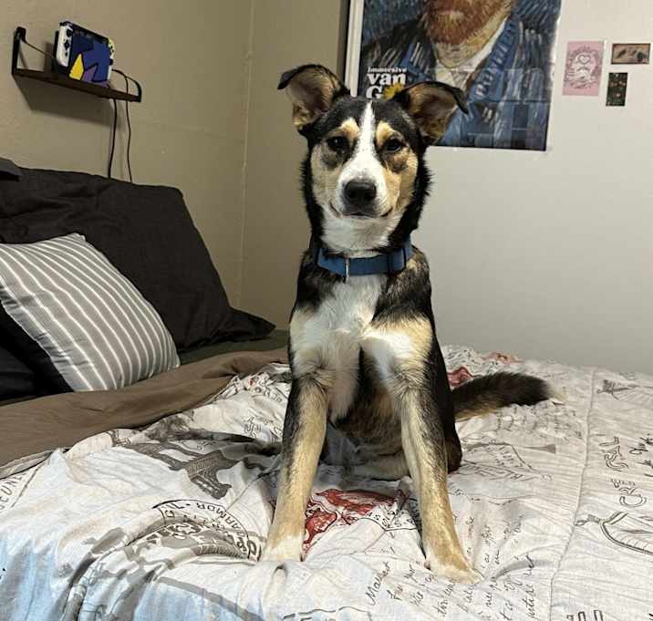 Photo of Nala