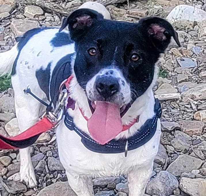 Photo of Oreo