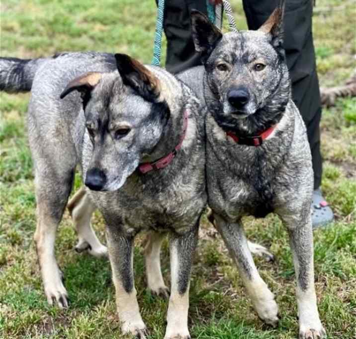 Photo of Freida and Dallen