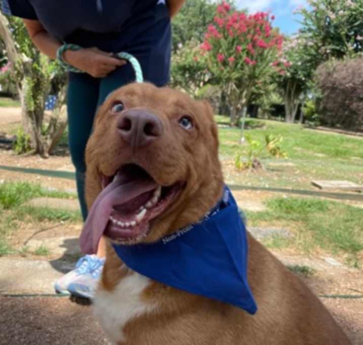 Photo of BLUEY