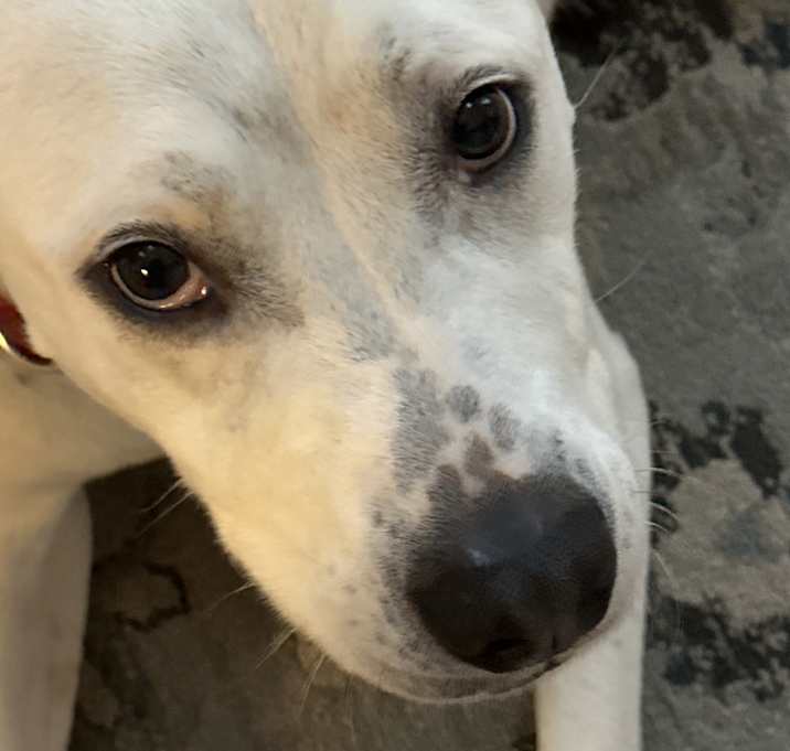 Photo of Blossom