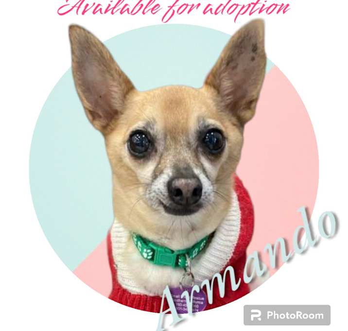 Photo of Armando