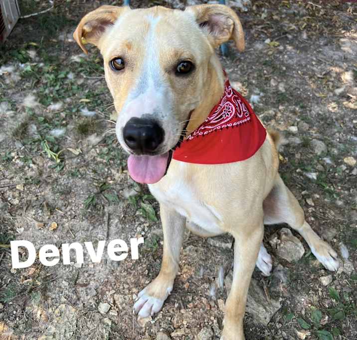 Photo of Denver