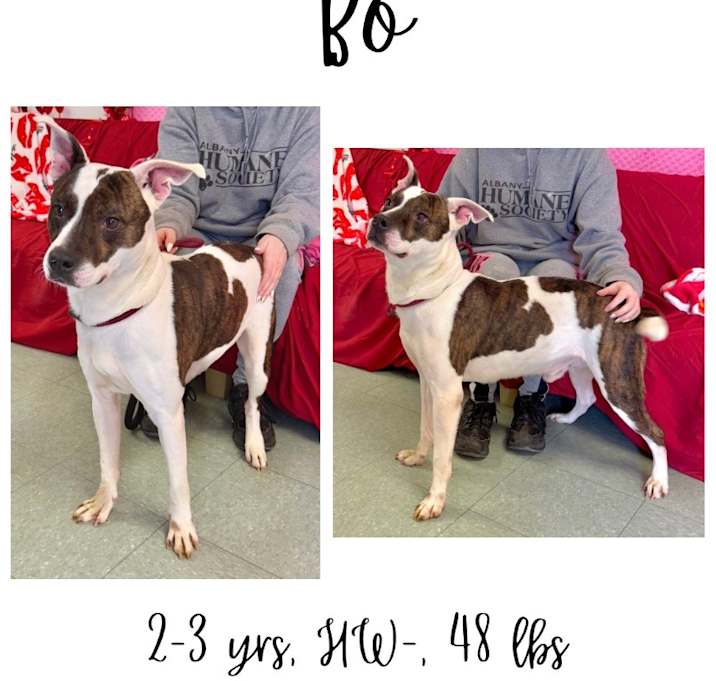 Photo of Bo