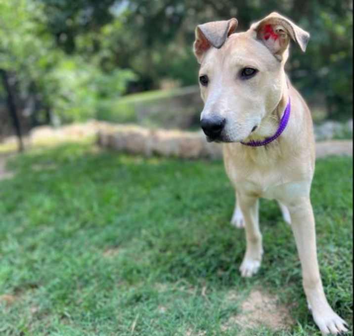 Photo of Simba