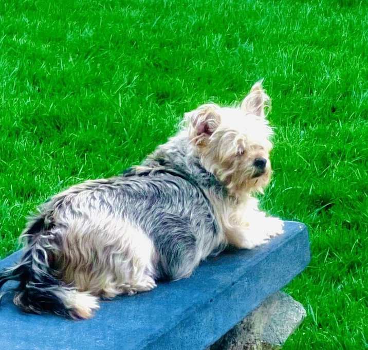 Photo of Trixie
