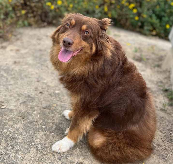 Photo of Doodle