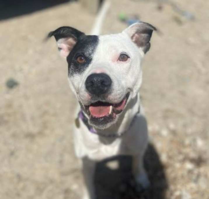 Photo of Sage