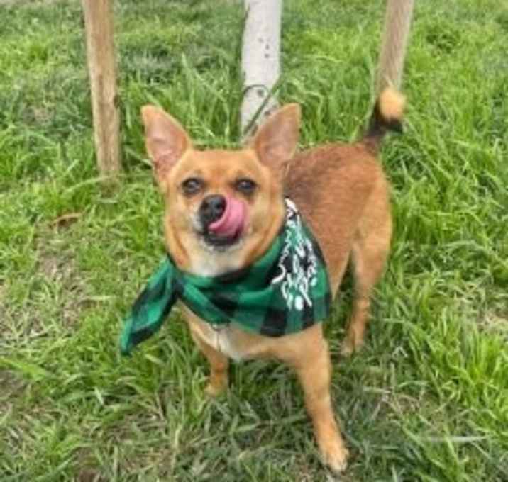 Photo of Canelo
