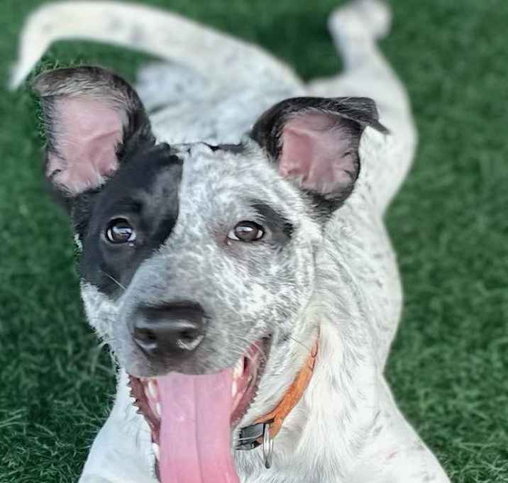 Photo of RYDER