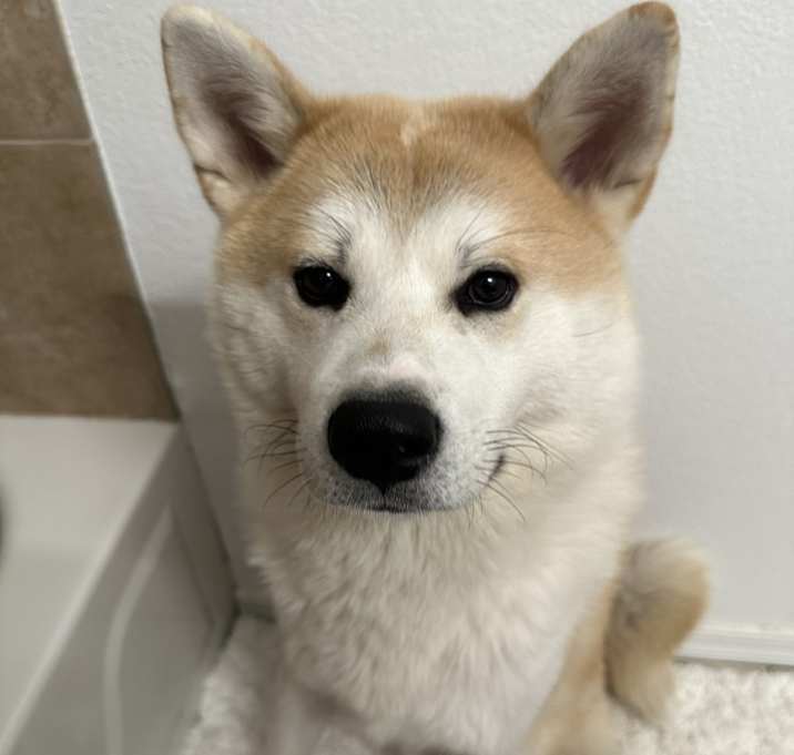 Photo of Roku