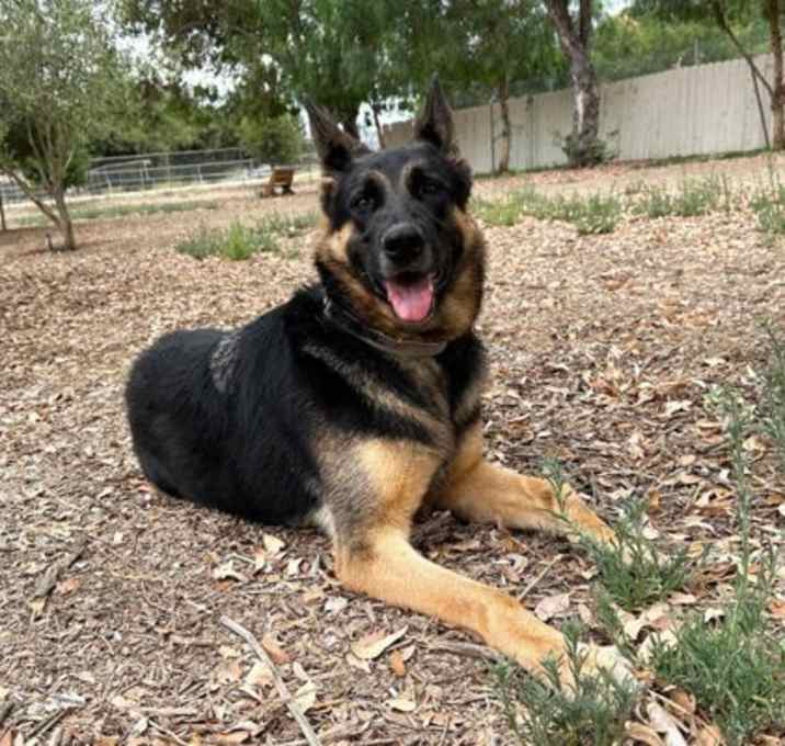 Photo of Trapper