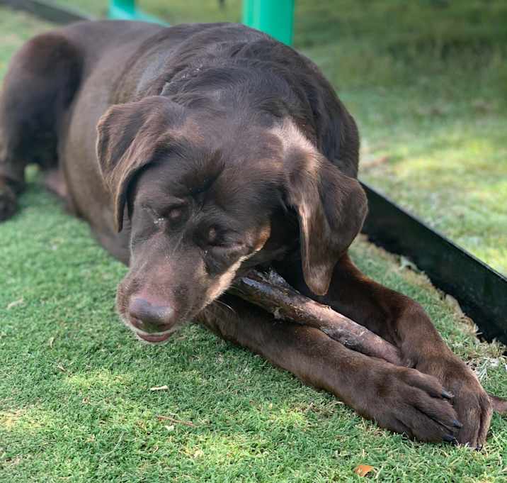 Photo of Lucy