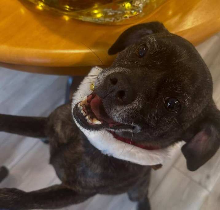 Photo of Frankie