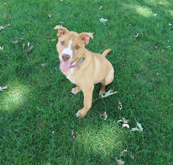 Photo of Fauna (Iowa)