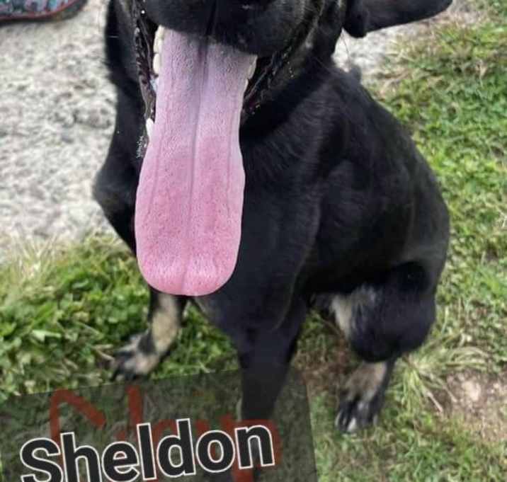Photo of Sheldon