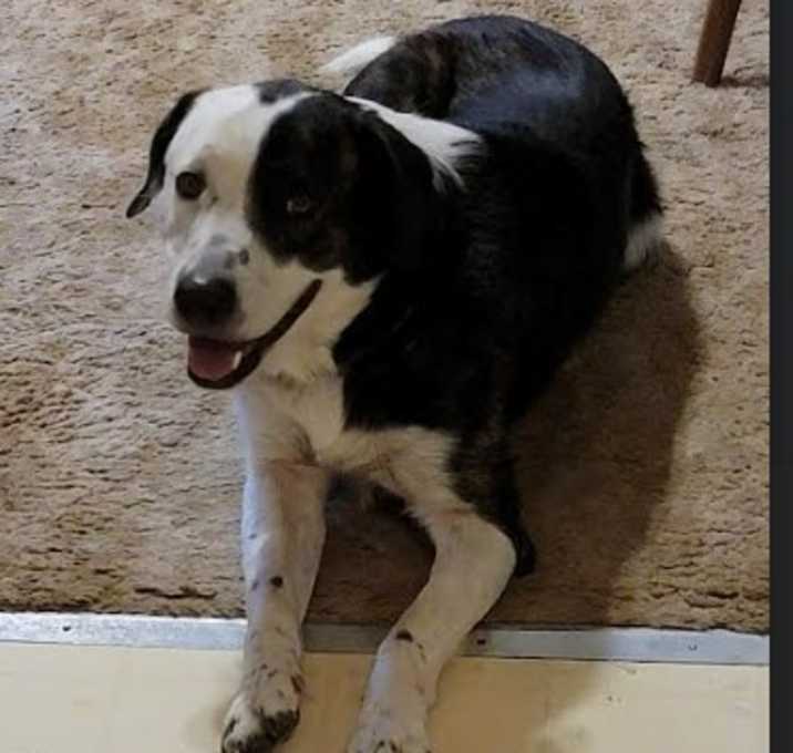 Photo of Hank
