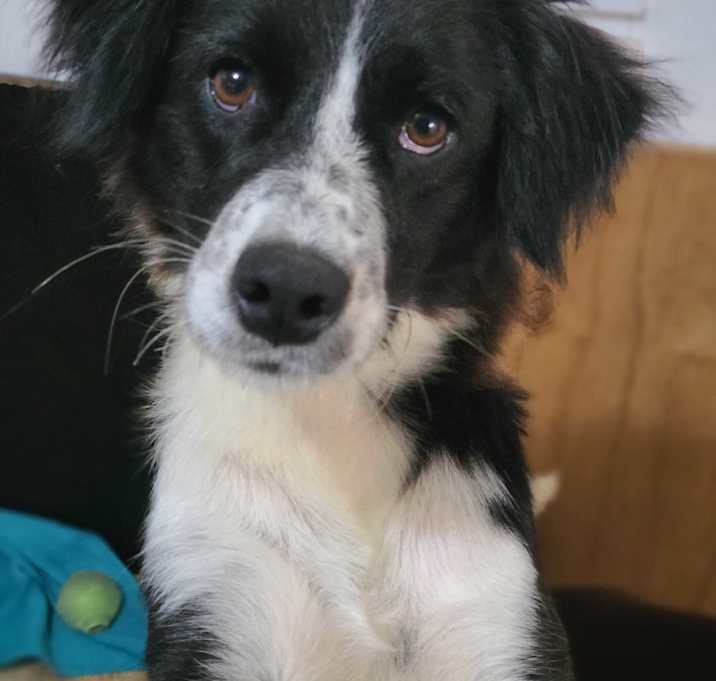 Photo of Nala