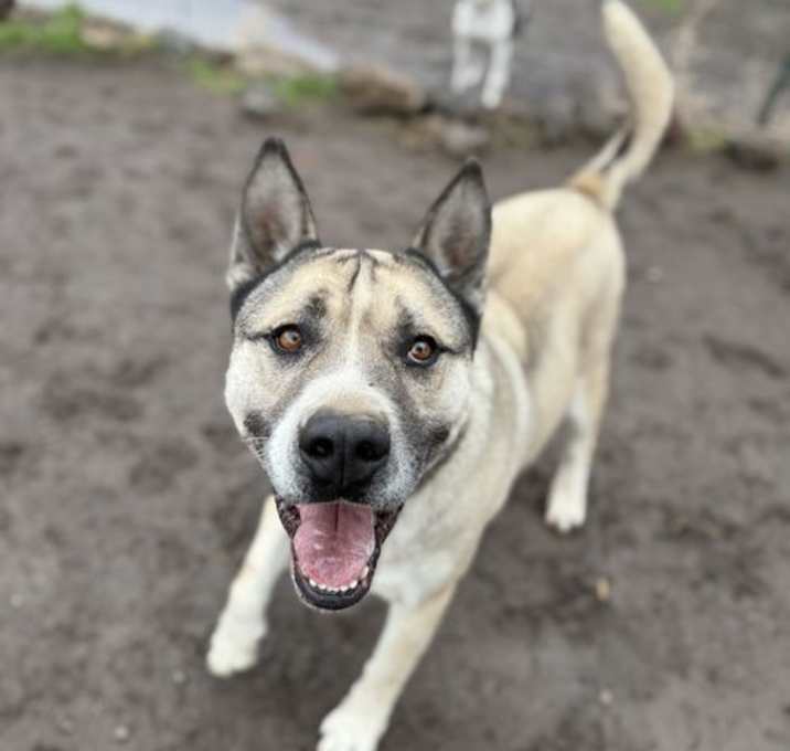 Photo of Boris