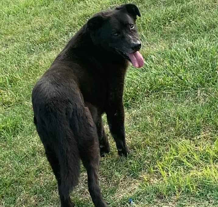 Photo of Black Jack