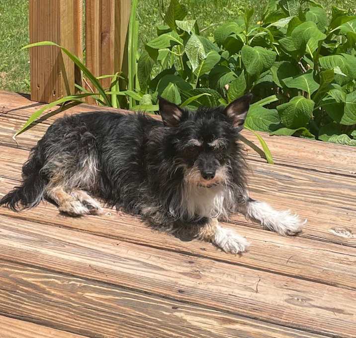 Photo of Chinto
