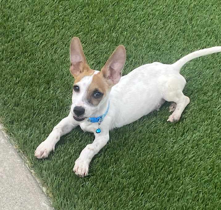Photo of Bullet