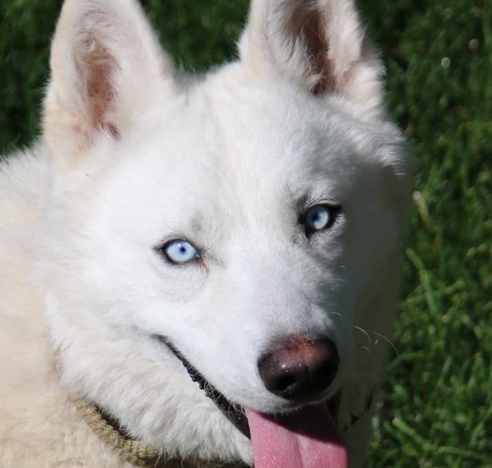 Photo of Blanco