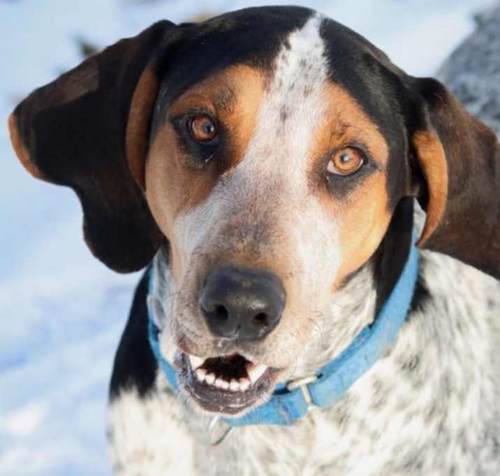 Photo of Henrietta Hound