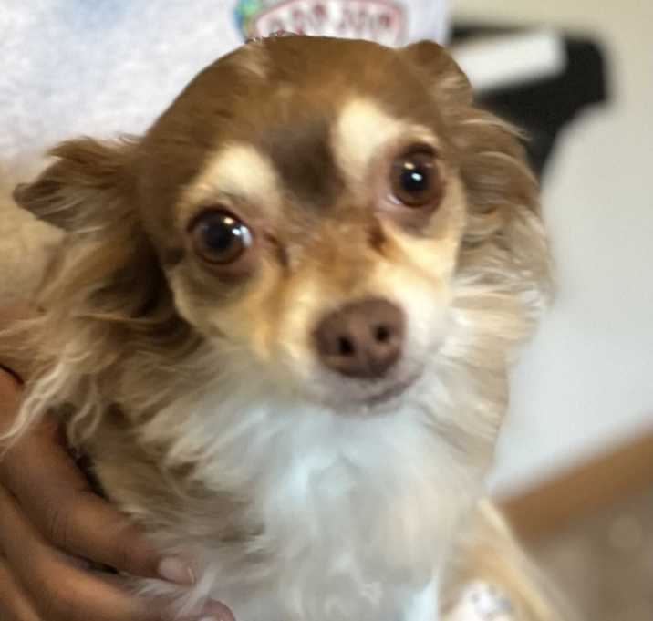 Photo of Frankie