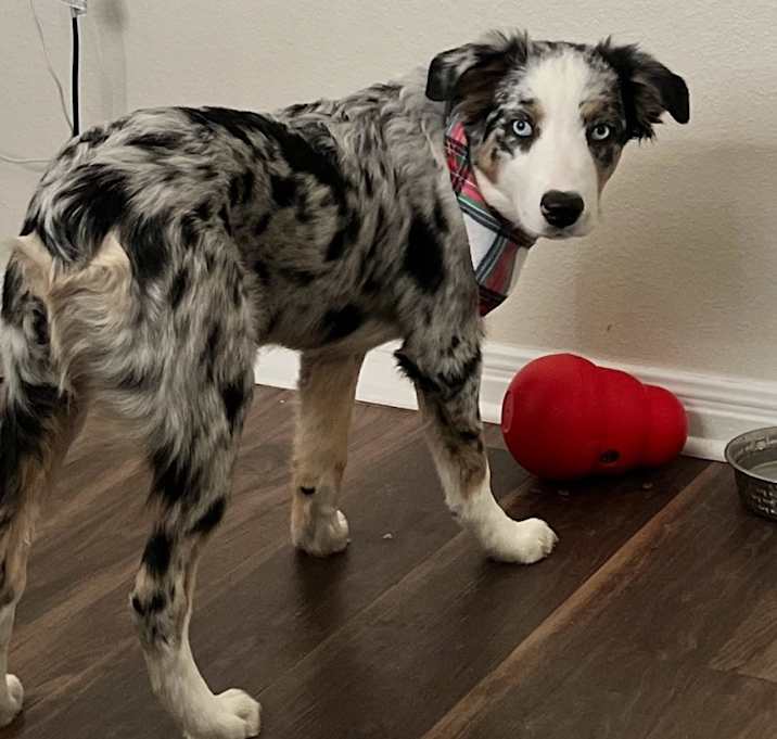 Photo of Romeo