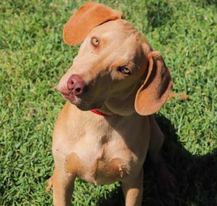 Photo of Scoobs