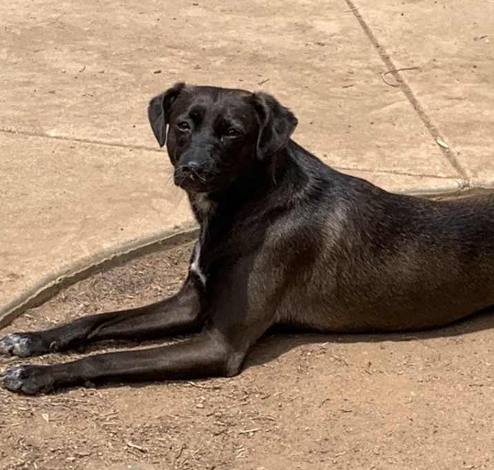 Photo of Juniper