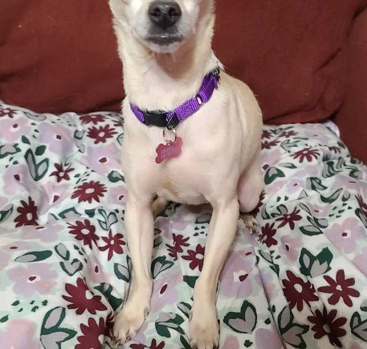 Photo of Kanga