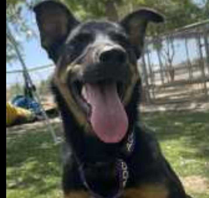 Photo of Scooby