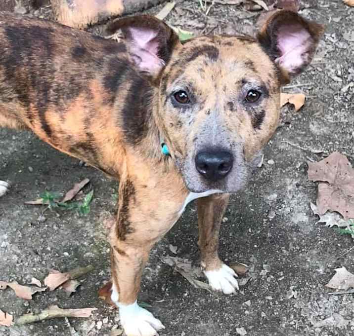 Photo of Ginger