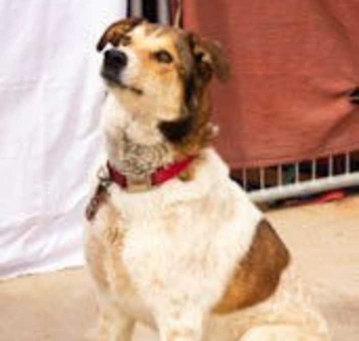 Photo of Django
