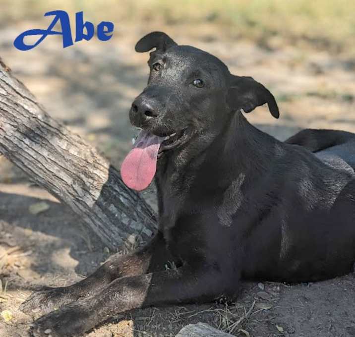 Photo of Abe
