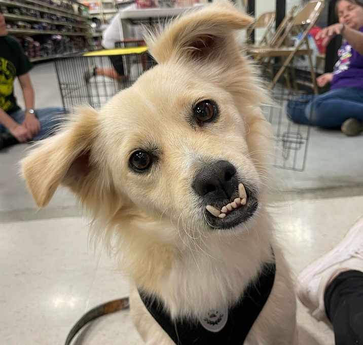 Photo of Buzzy