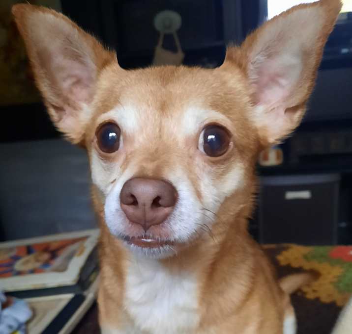 Photo of Maple
