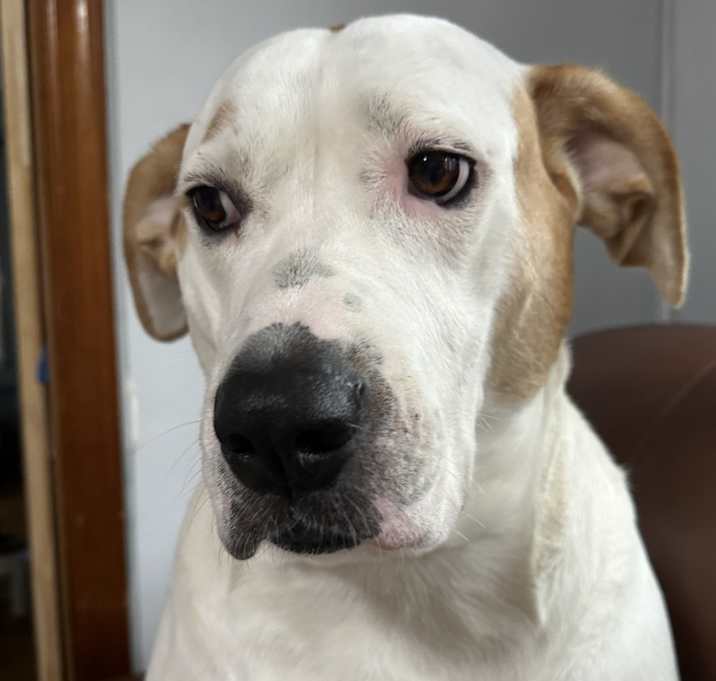 Photo of Luna