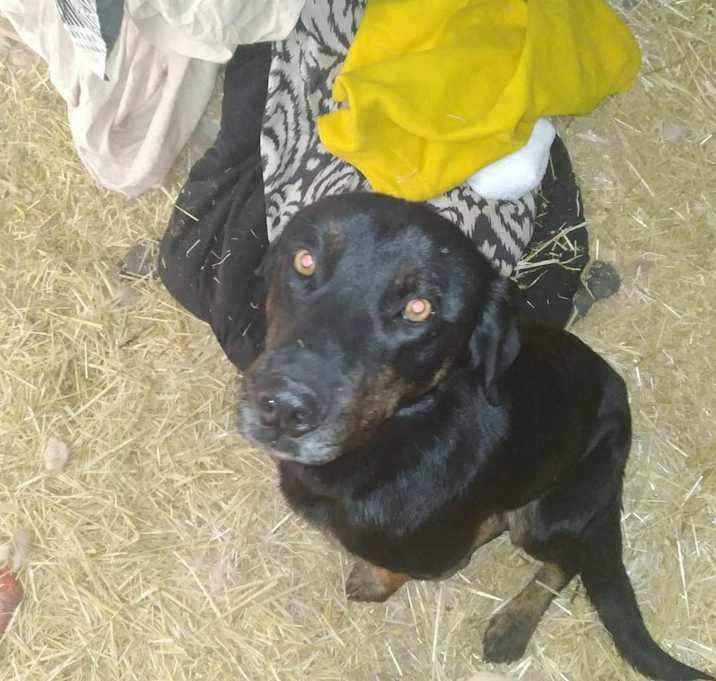 Photo of jack