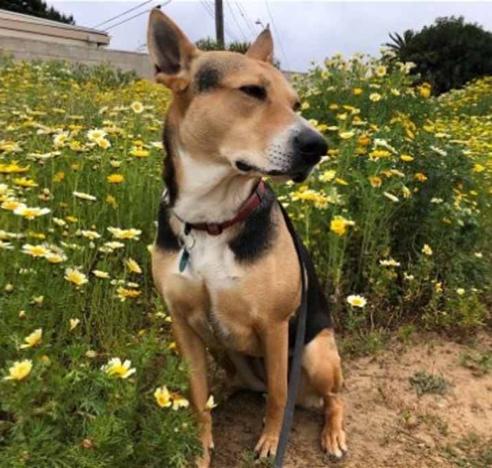 Photo of Scout