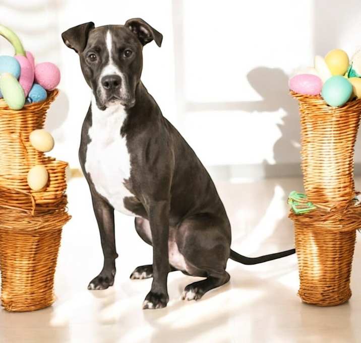 Photo of Champ