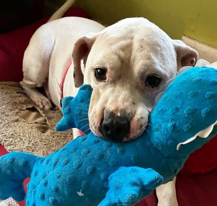 Photo of Champ