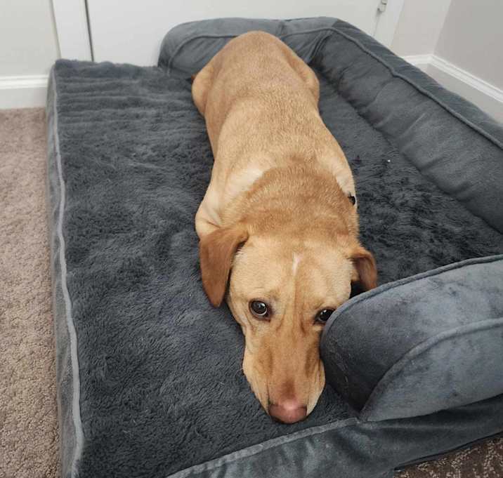 Photo of Buddy