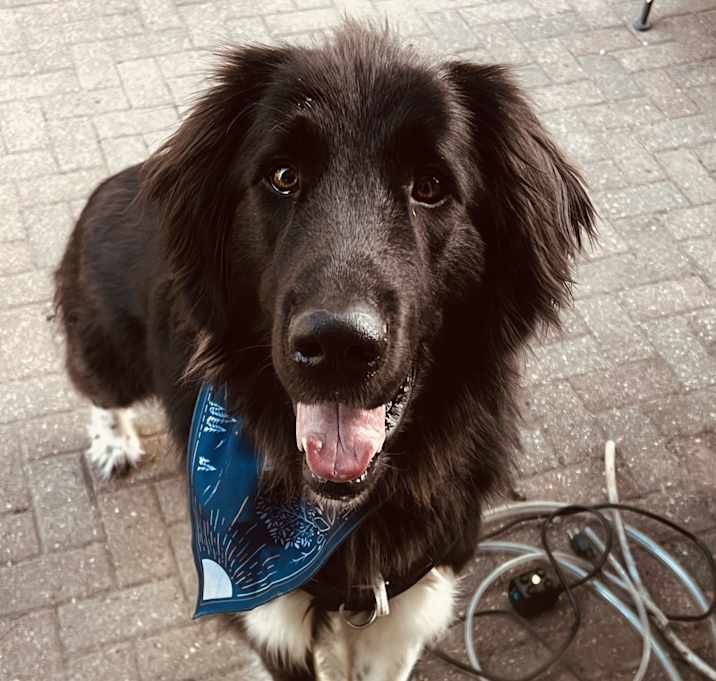 Photo of Bear