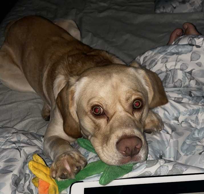 Photo of Toby 