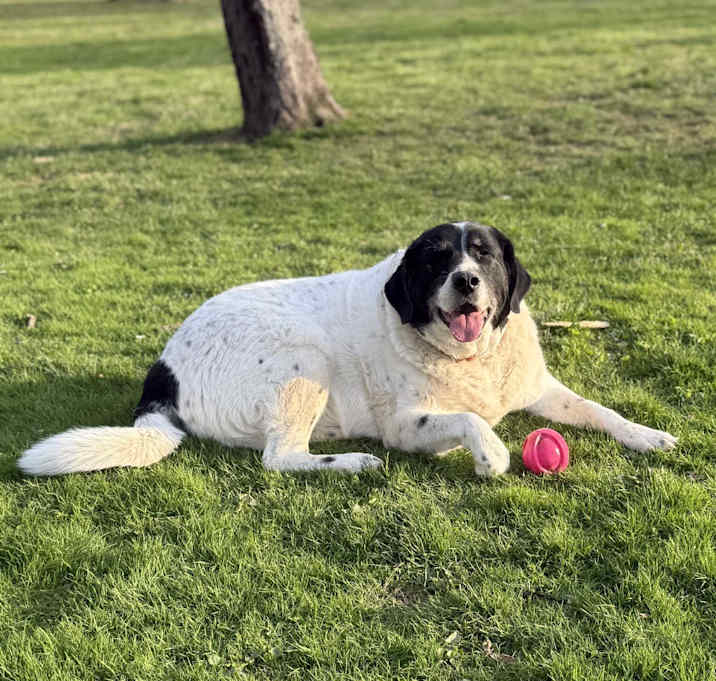 Photo of Luna