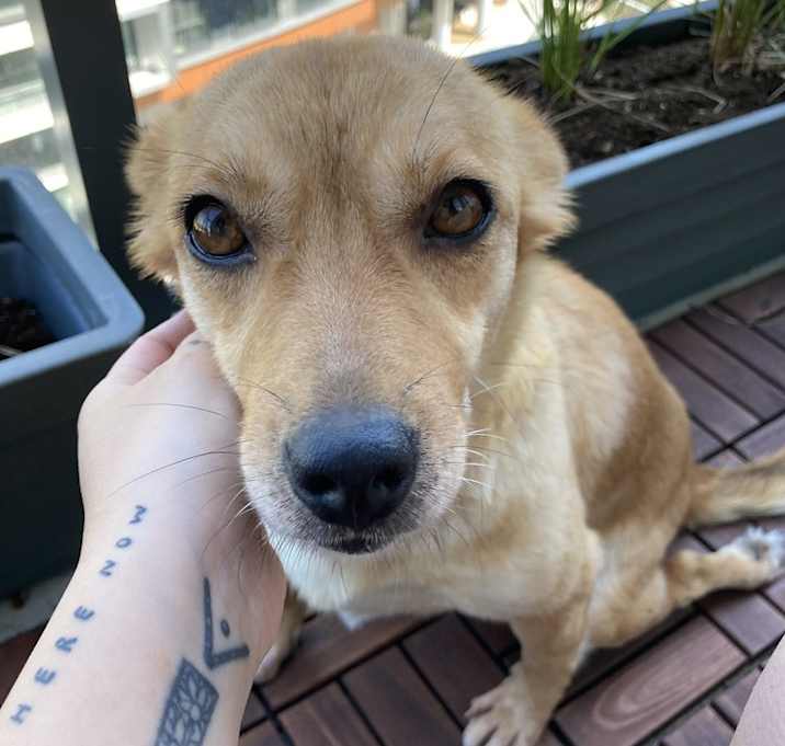 Photo of DODIE - Tripaw, Spec needs -sf