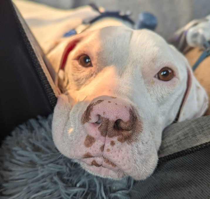 Photo of Loki - AVAILABLE